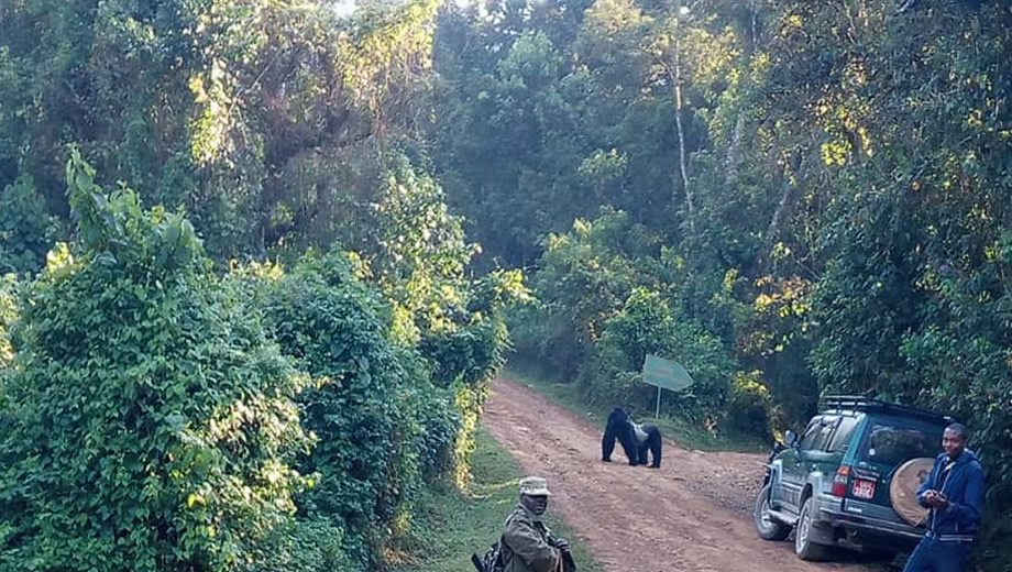 bwindi gorilla trek